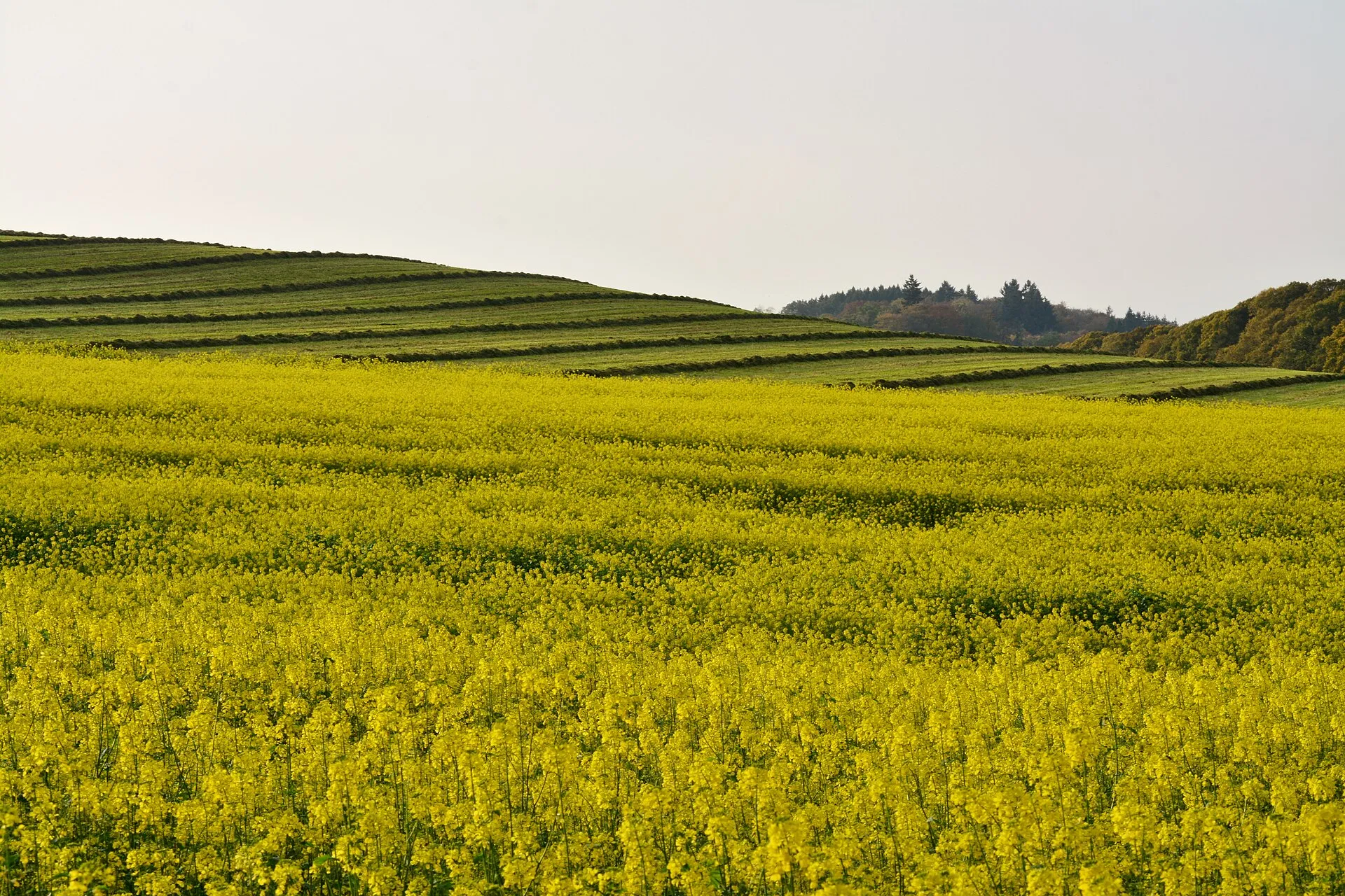 Un champ de moutarde blanche en fleurs, jaune vif, au pied d'une colline cultivée